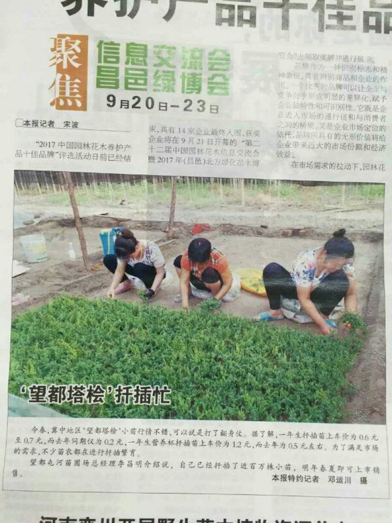 桧柏营养杯苗成活率高不缓苗基地直销自然塔形