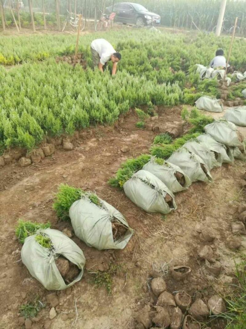 桧柏营养杯苗成活率高不缓苗基地直销自然塔形