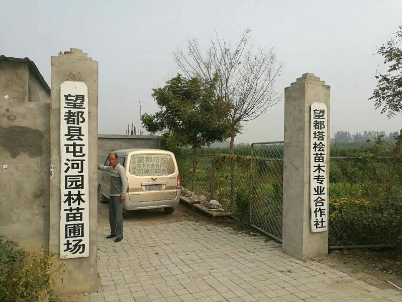 望都塔桧营养钵苗直销H15cm刺柏杯苗容器苗