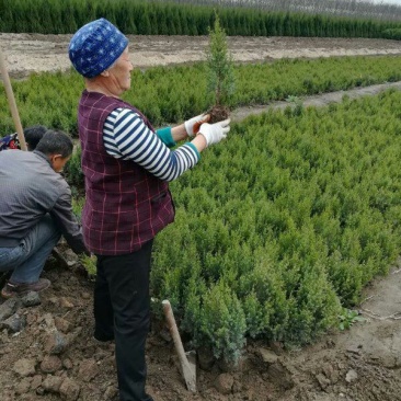 望都塔桧刺柏圆柏侩柏塔侩松基地直销景观绿化