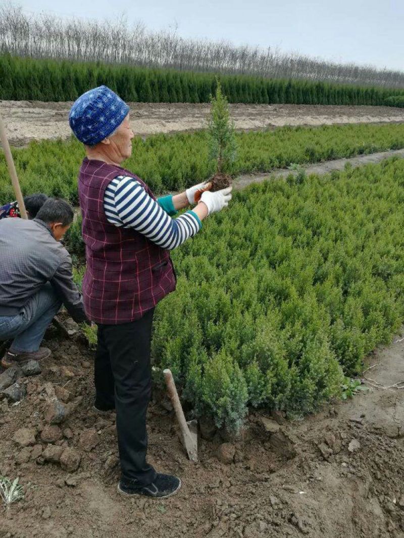 望都塔桧刺柏圆柏侩柏塔侩松基地直销景观绿化