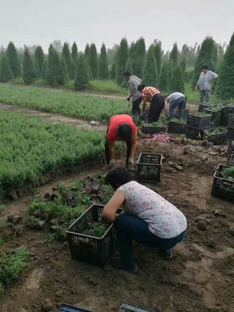 望都塔桧刺柏圆柏侩柏塔侩松基地直销景观绿化