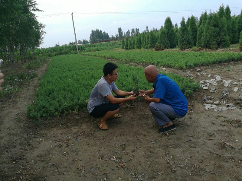 望都塔桧刺柏圆柏侩柏塔侩松基地直销景观绿化