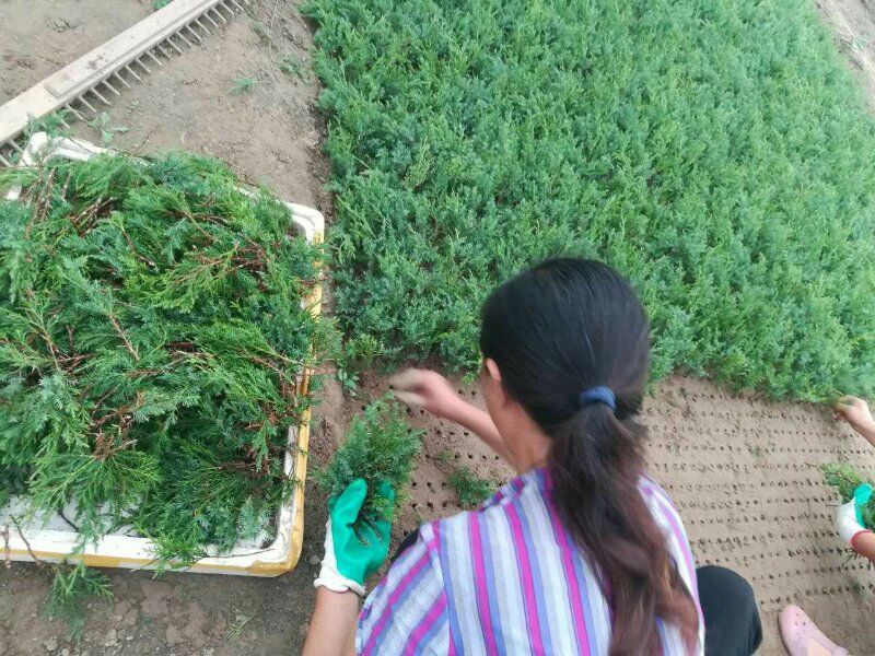 望都塔桧刺柏圆柏侩柏塔侩松基地直销景观绿化