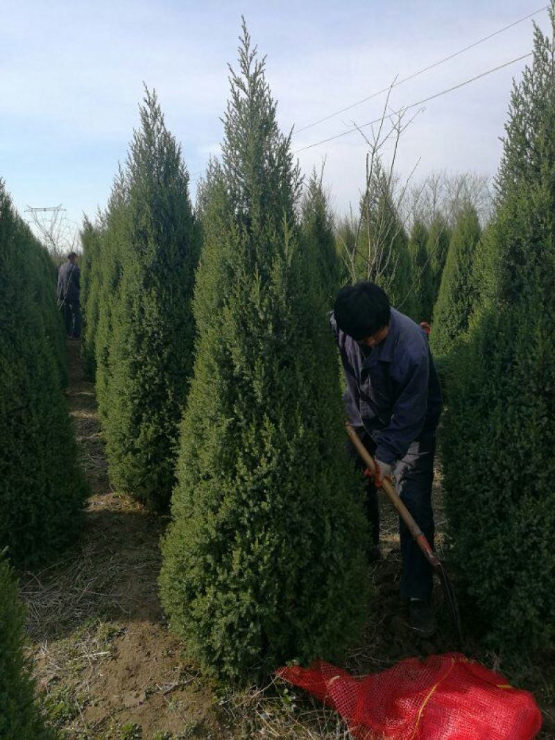 望都塔桧塔侩刺柏圆柏望都侩景观绿化米自然塔形