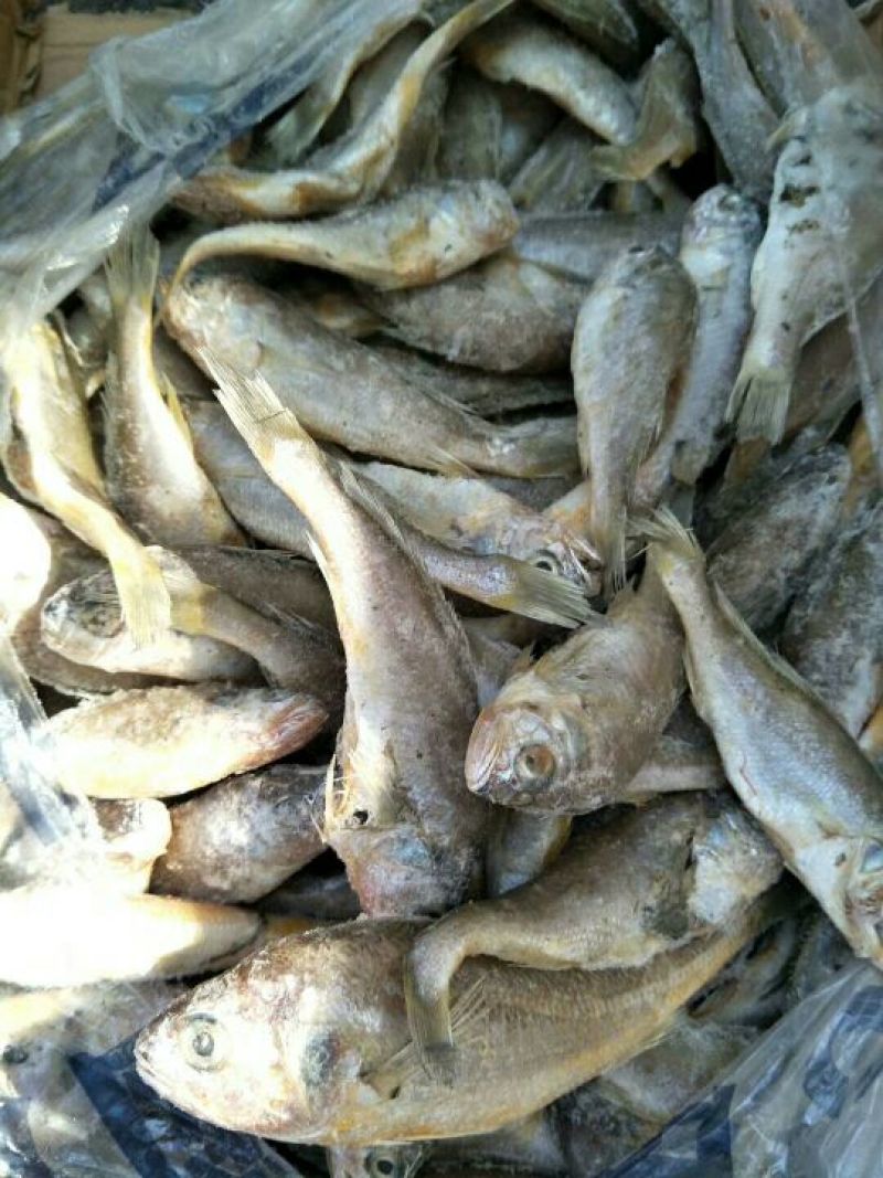小黄鱼食用