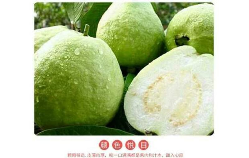 珍珠番石榴60~70mm白心