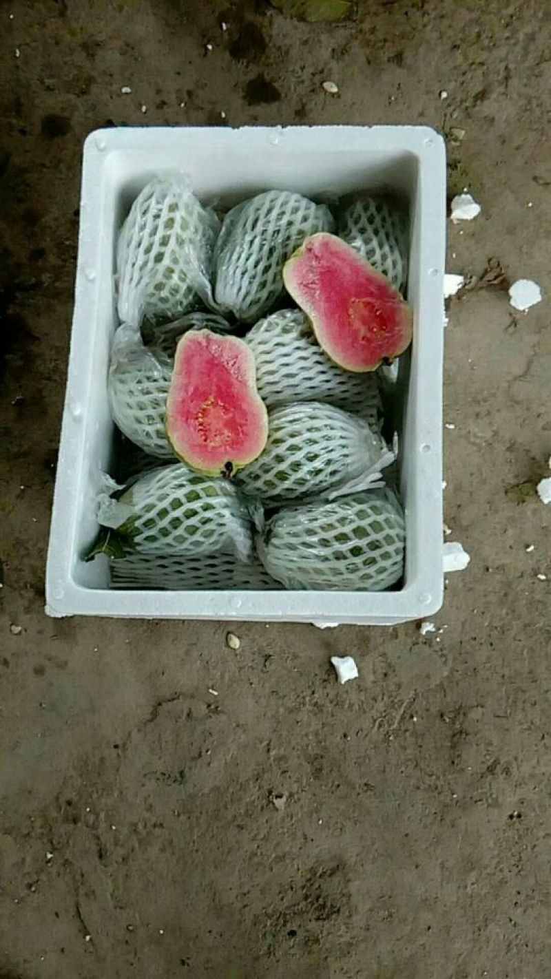 西瓜番石榴60~70mm红心