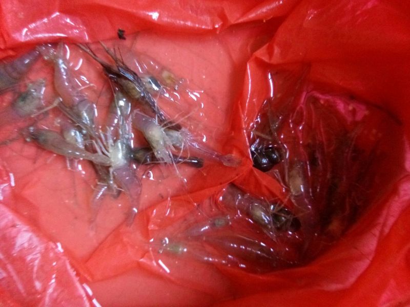 河虾活虾21~25只/kg