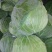 包菜，扁包菜，甘蓝，颜色绿，包的瓷实1~2公斤