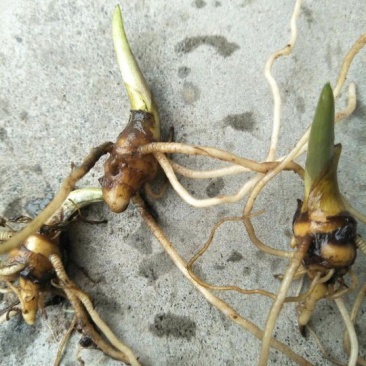 滇重楼苗1年，块茎香烟大小