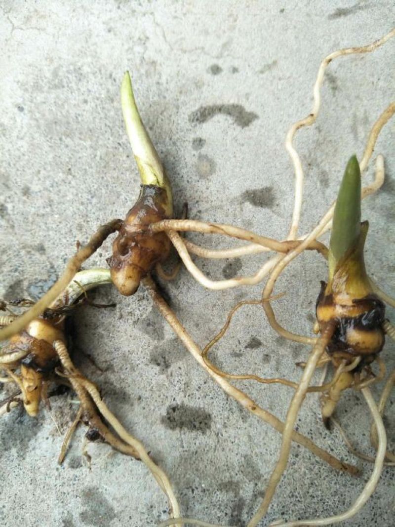 滇重楼苗1年，块茎香烟大小