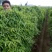 九斤黄山药4~6厘米特级手捡70~90厘米