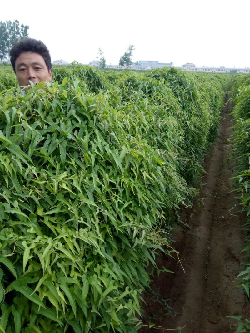 九斤黄山药4~6厘米特级手捡70~90厘米