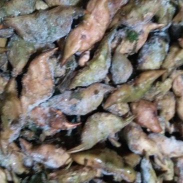 菱角野菱