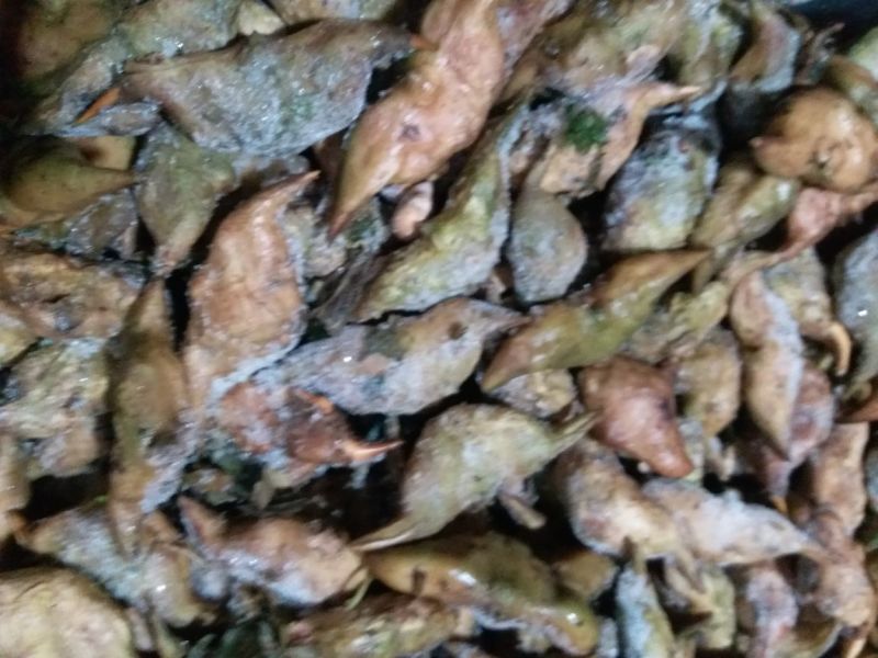菱角野菱