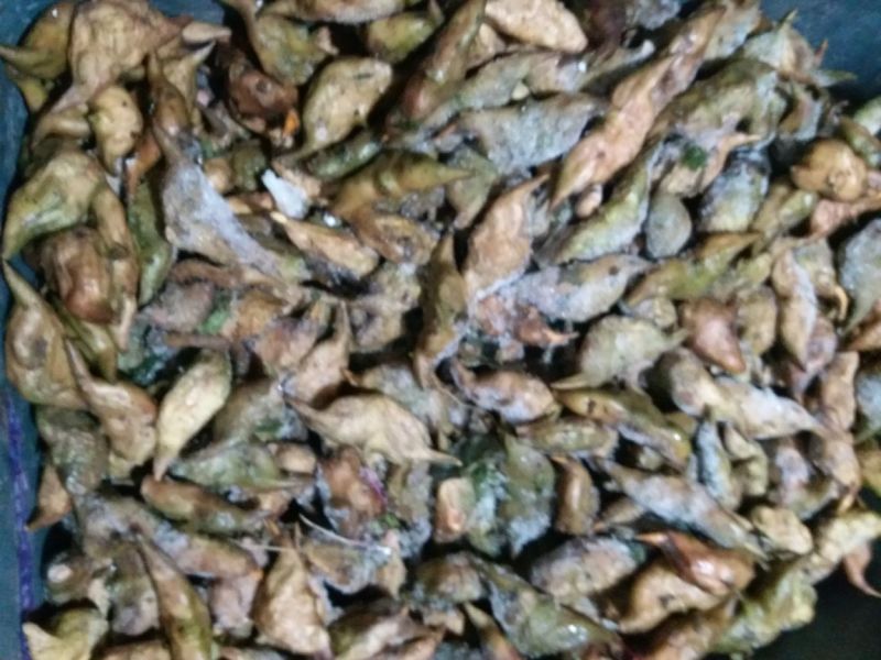 菱角野菱