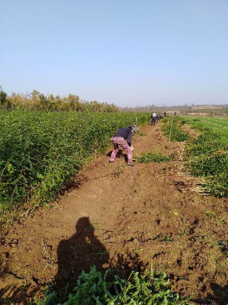 大刺皂角树苗50~80cm产量，每年50万到10O万