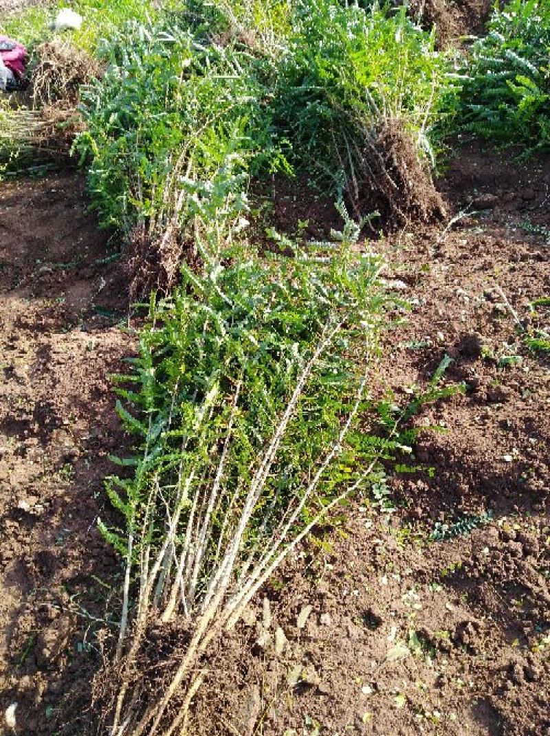 大刺皂角树苗50~80cm产量，每年50万到10O万