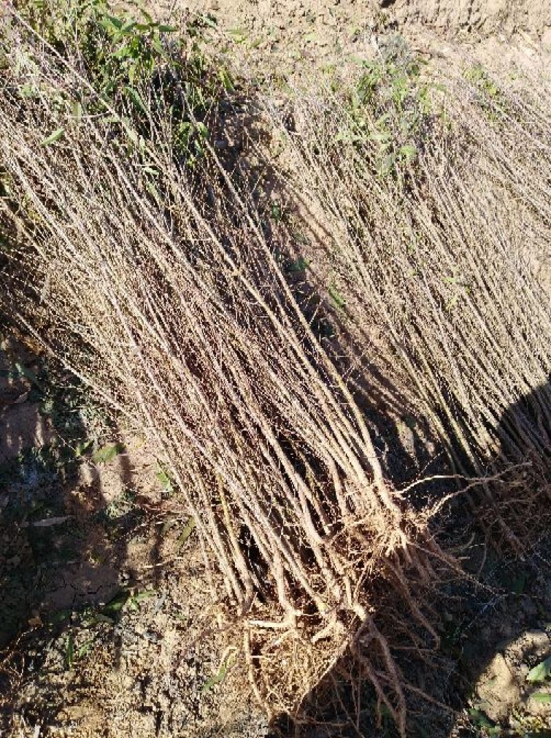 白蜡苗籽播80cm以上，且有精品2一10公分的速生苗