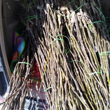辽核1号核桃苗1~2年量大，苗纯苗壮，年产量5O万