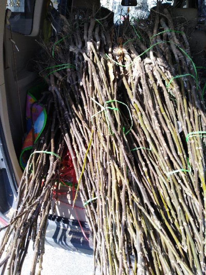 辽核1号核桃苗1~2年量大，苗纯苗壮，年产量5O万