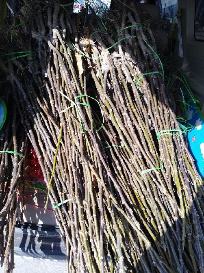 辽核1号核桃苗1~2年量大，苗纯苗壮，年产量5O万