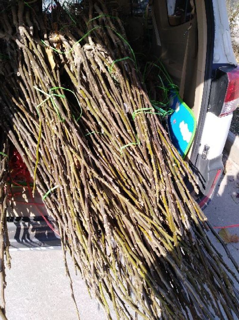 辽核1号核桃苗1~2年量大，苗纯苗壮，年产量5O万