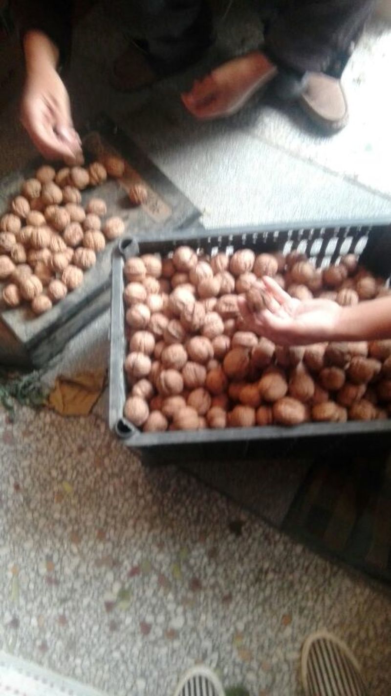 薄皮核桃去皮干