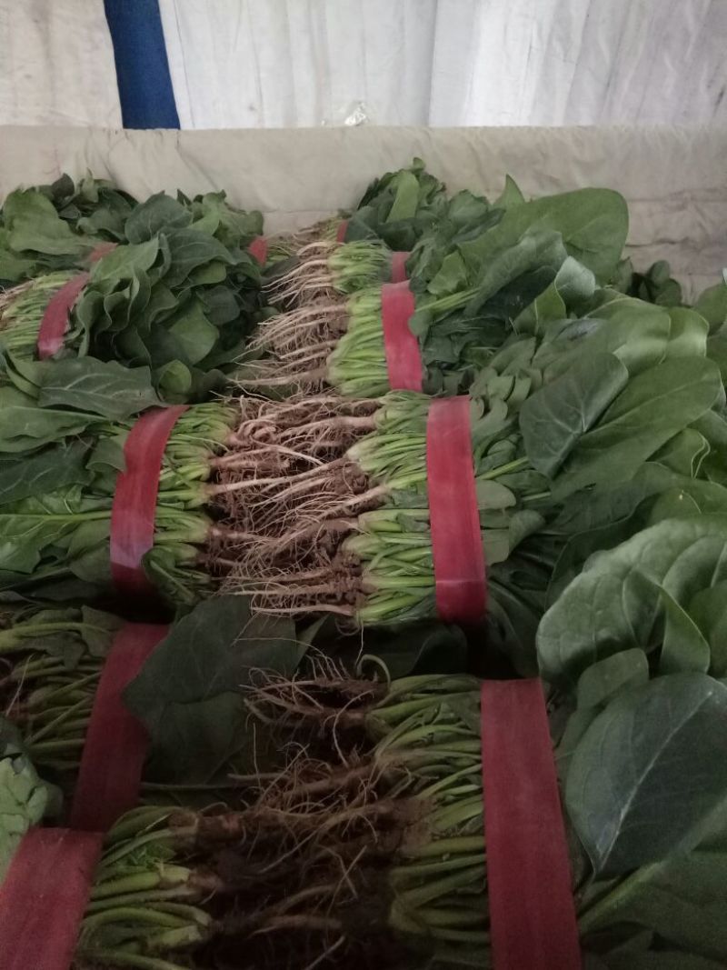 【菠菜】河南菠菜大叶菠菜小叶菠菜品种齐全产地直发