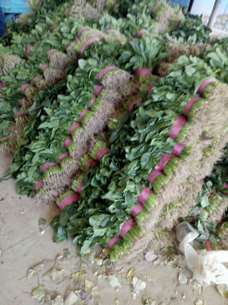 【菠菜】河南菠菜大叶菠菜小叶菠菜品种齐全产地直发