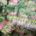 【菠菜】河南菠菜大叶菠菜小叶菠菜品种齐全产地直发