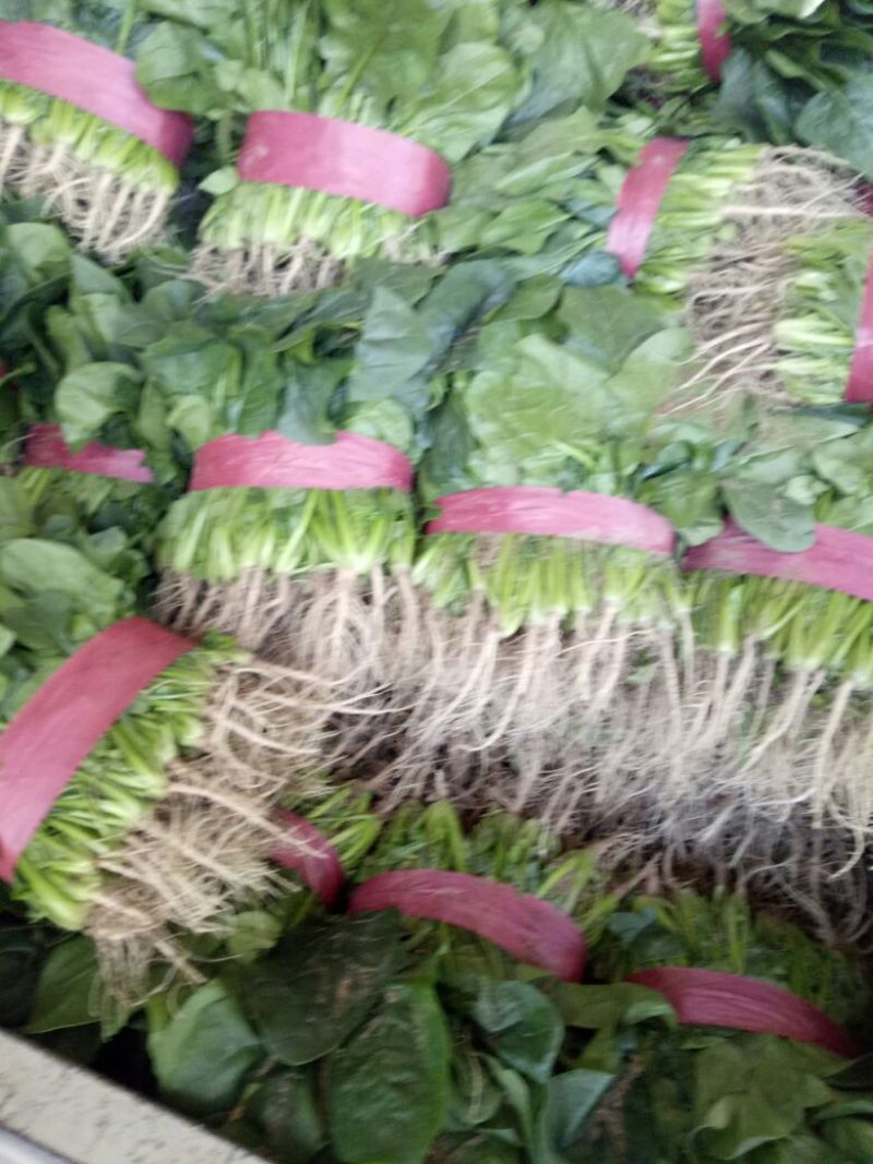 【菠菜】河南菠菜大叶菠菜小叶菠菜品种齐全产地直发