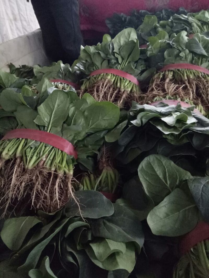 【菠菜】河南菠菜大叶菠菜小叶菠菜品种齐全产地直发