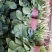 【菠菜】河南菠菜大叶菠菜小叶菠菜品种齐全产地直发