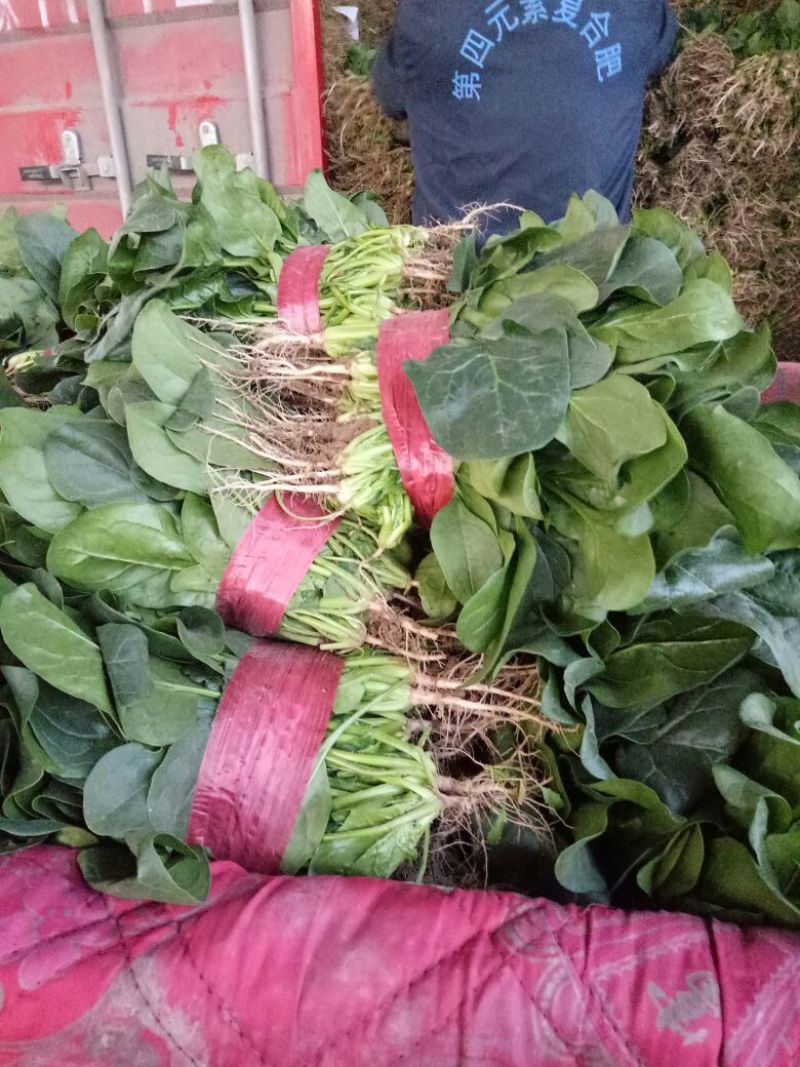 【菠菜】河南菠菜大叶菠菜小叶菠菜品种齐全产地直发