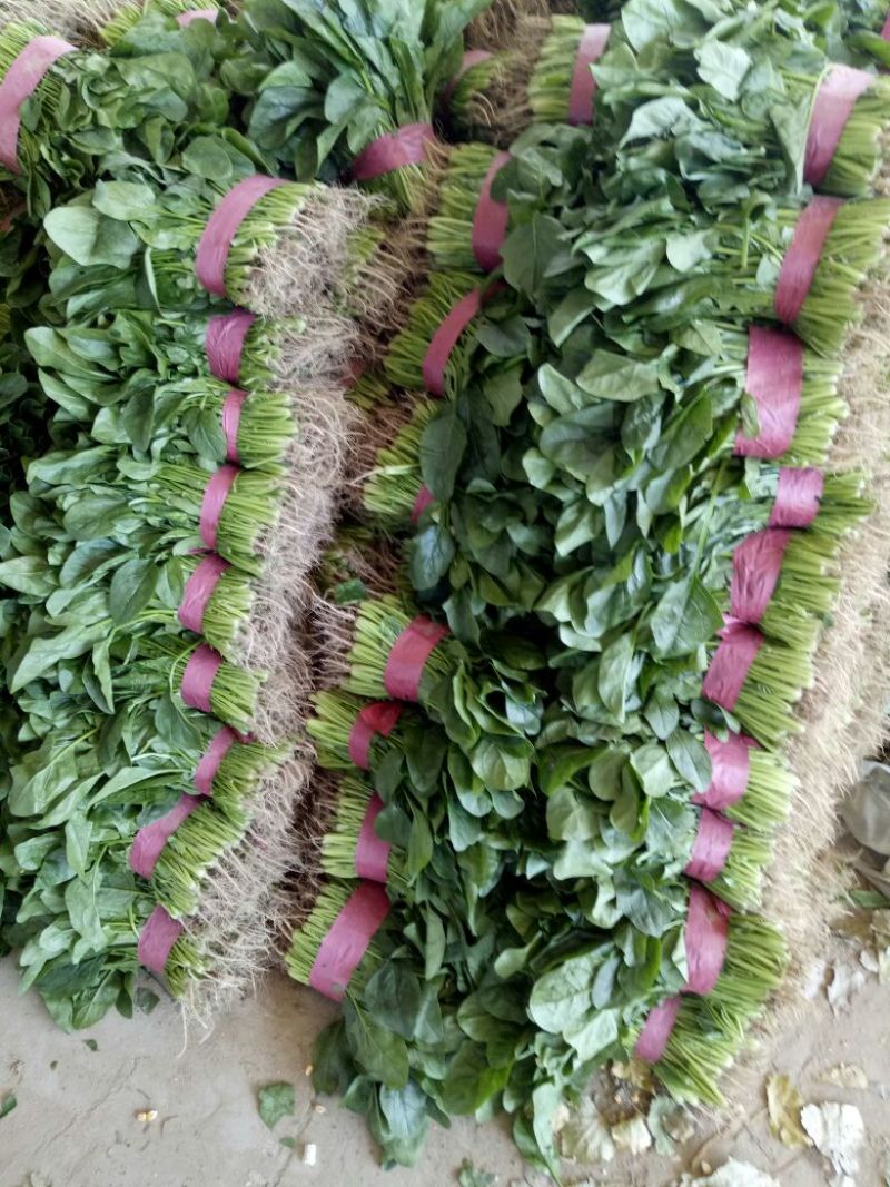 【菠菜】河南菠菜大叶菠菜小叶菠菜品种齐全产地直发