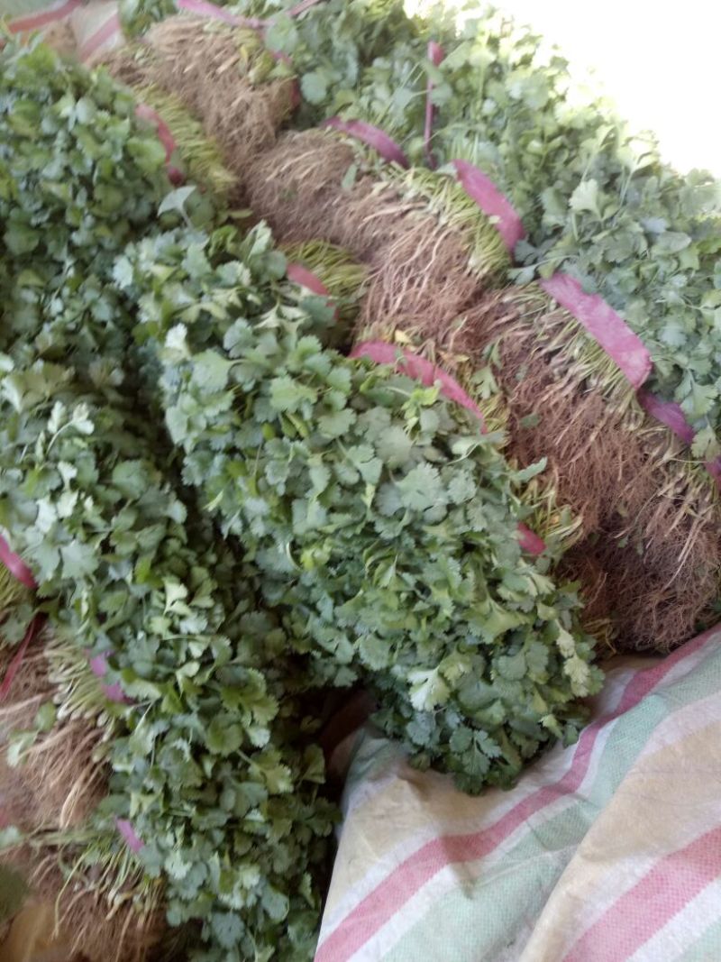 【牛年大促】大叶香菜质量优货源充足量大从优装车团队