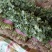 【牛年大促】大叶香菜质量优货源充足量大从优装车团队