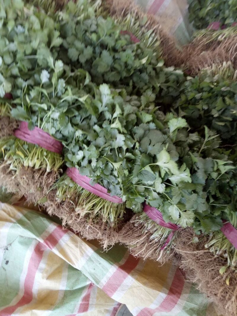 【牛年大促】大叶香菜质量优货源充足量大从优装车团队