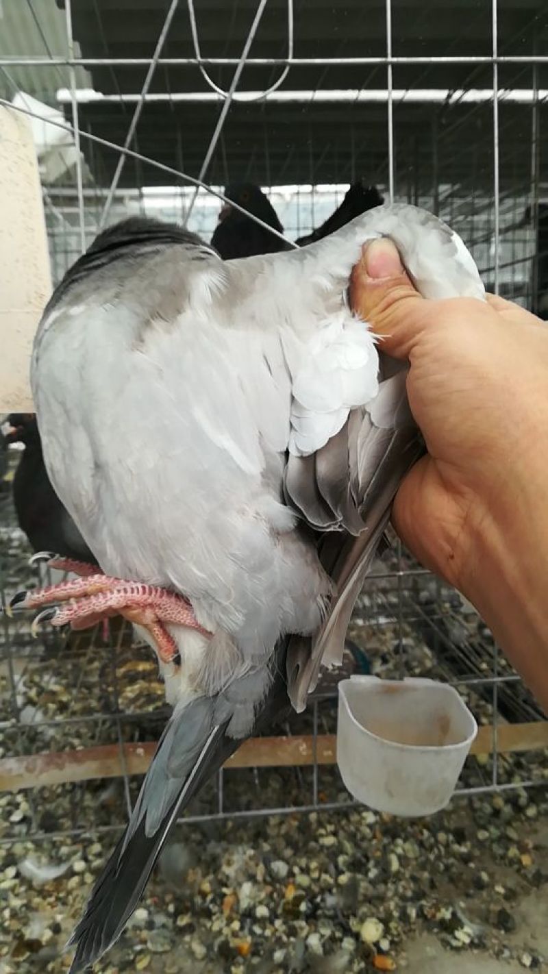 肉鸽，大青年，价格漂亮！纯原粮喂养，六只包邮！