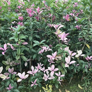 桂花苗彩色桂花