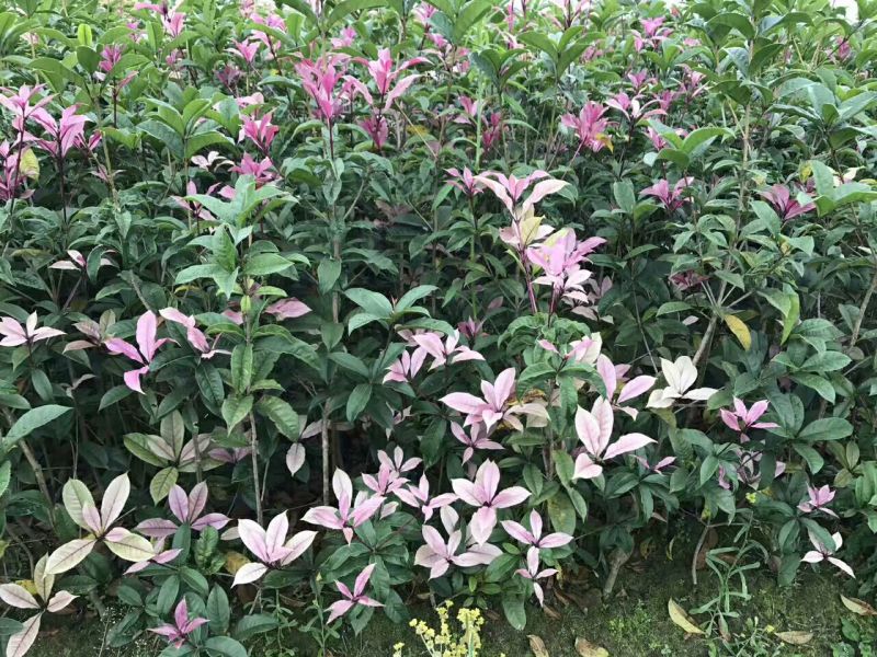 桂花苗彩色桂花