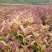 桂花苗彩色桂花