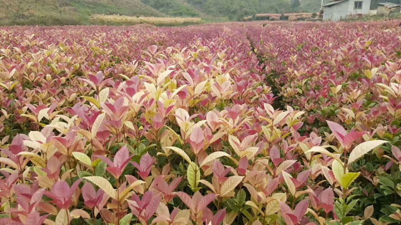 桂花苗彩色桂花