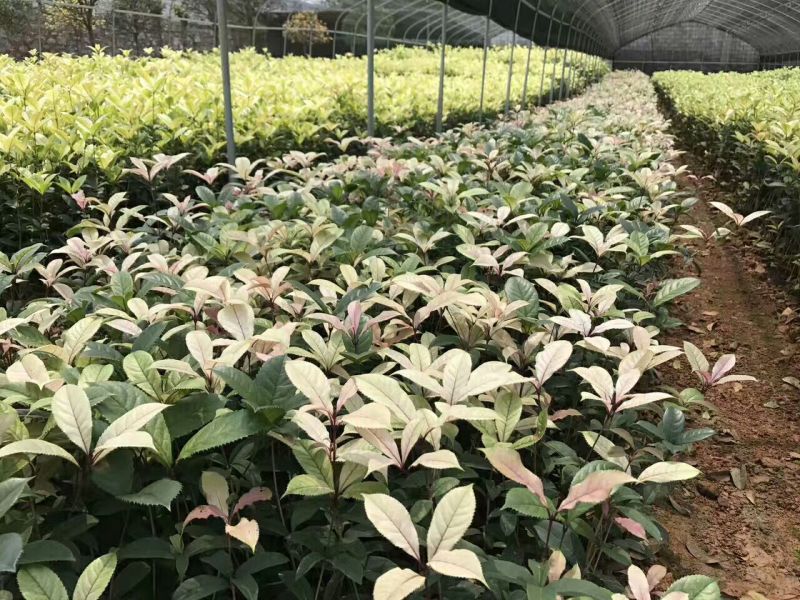 桂花苗彩色桂花