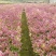 桂花苗彩色桂花