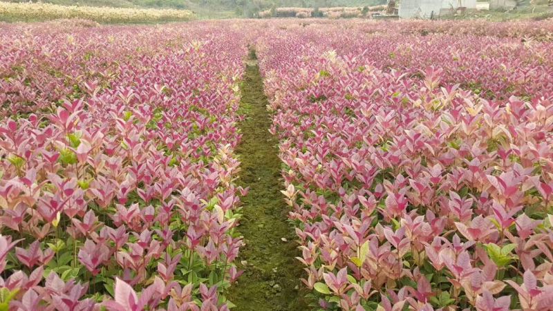 桂花苗彩色桂花
