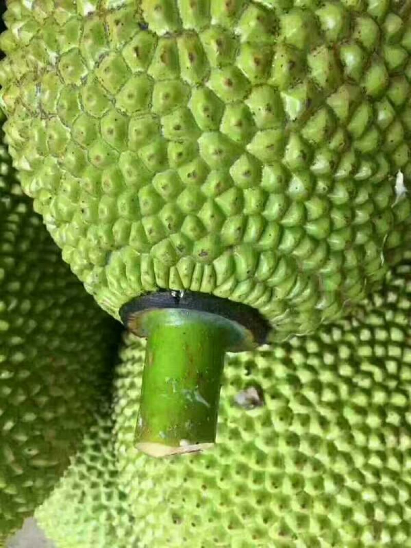 海南黄肉菠萝蜜新鲜水果老树现摘特产整个包邮