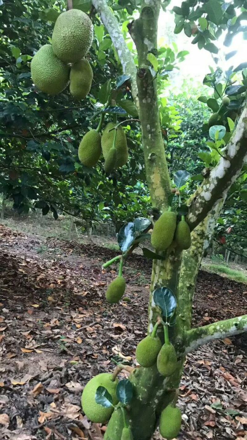 海南黄肉菠萝蜜新鲜水果老树现摘特产整个包邮